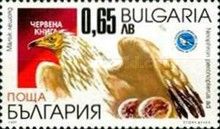 Egyptian Vulture (Neophron percnopterus)