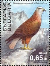 Long-legged Buzzard (Buteo rufinus)