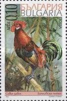 Red Junglefowl (Gallus gallus)