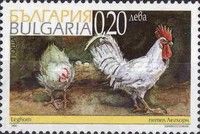 Leghorn Chicken (Gallus gallus domesticus)