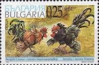Bergisch Crower + Ancona Chicken (Gallus gallus domesticus)