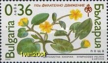 Nymphoides peltata