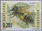Honey Bee (Apis mellifera)