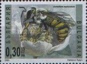 Wool Carder Bee (Anthidium manicatum)