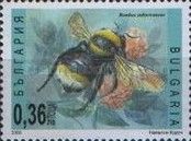 Short-haired Bumblebee (Bombus subterraneus)