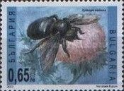 Violet Carpenter Bee (Xylocopa violacea)