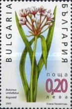 Butomus umbellatus
