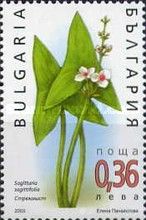Arrowhead (Sagittaria sagittaria)
