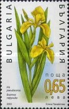 Iris (Iris pseudacorus)