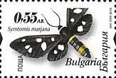 (Symtomis marjana)