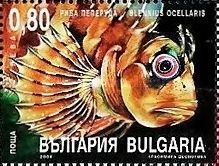 Butterfly Blenny (Blennius ocellaris)