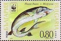 Giant Sturgeon (Huso huso)