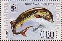 Giant Sturgeon (Huso huso)