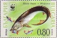 Giant Sturgeon (Huso huso)