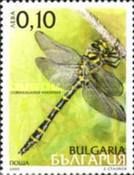 Two-toothed Goldenring (Cordulegaster bidentata)