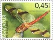Banded Darter (Sympetrum pedemontanum)