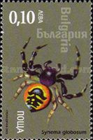 Crab Spider (Synema globosum)