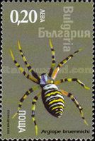 Wasp Spider (Argiope bruennechi)