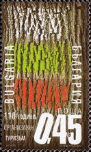Tree Bark with Streaks in the Bulgarian National Colors