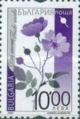 Rosa arvensis