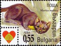 Pine Marten (Martes martes)