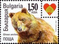 Brown Bear (Ursus arctos)