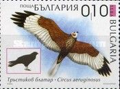 Western Marsh Harrier (Circus aeruginosus)