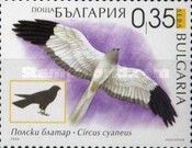 Hen Harrier (Circus cyaneus)