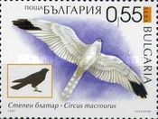 Pallid Harrier (Circus macrourus)