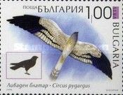 Montagu's Harrier (Circus pygargus)