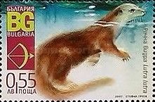 Eurasian Otter (Lutra lutra)