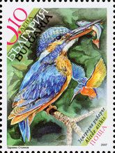 Common Kingfisher (Alcedo atthis)