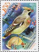 Bohemian Waxwing (Bombycilla garrulus)