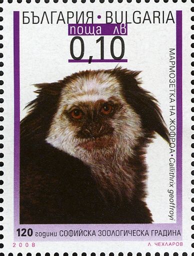 Geoffroy's Tufted-ear Marmoset (Callithrix geoffroyi)