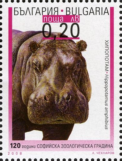 Hippopotamus (Hippopotamus amphibius)