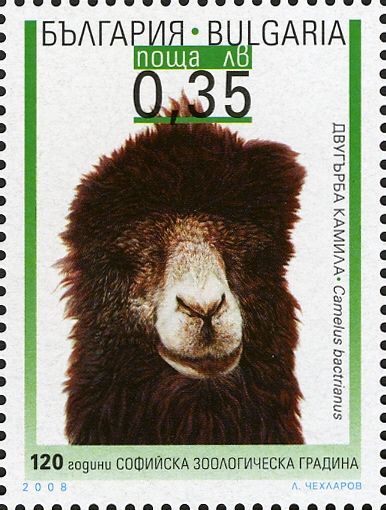 Bactrian Camel (Camelus bactrianus)