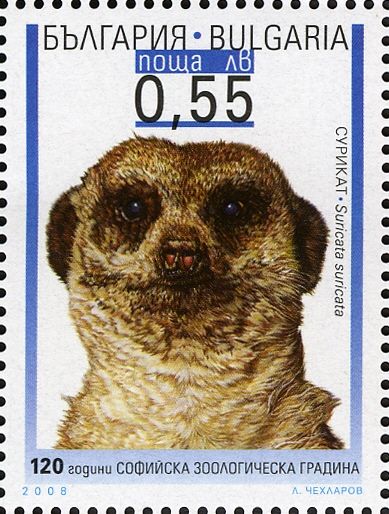 Meerkat (Suricata suricata)