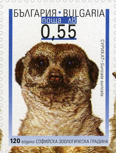 Meerkat (Suricata suricata)