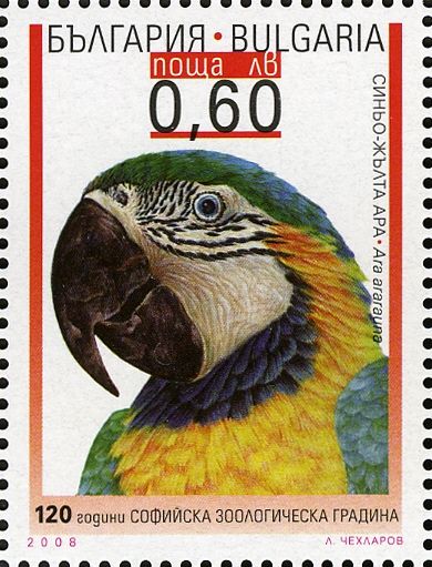 Blue-and-yellow Macaw (Ara ararauna)
