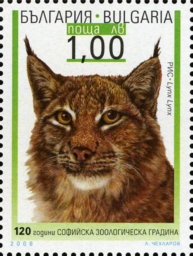 Eurasian Lynx (Lynx lynx)