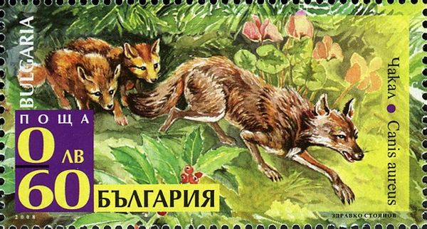 Golden Jackal (Canis aureus)