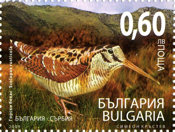 Eurasian Woodcock (Scolopax rusticola) - Imperforate
