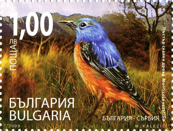 Common Rock Thrush (Monticola saxatilis)