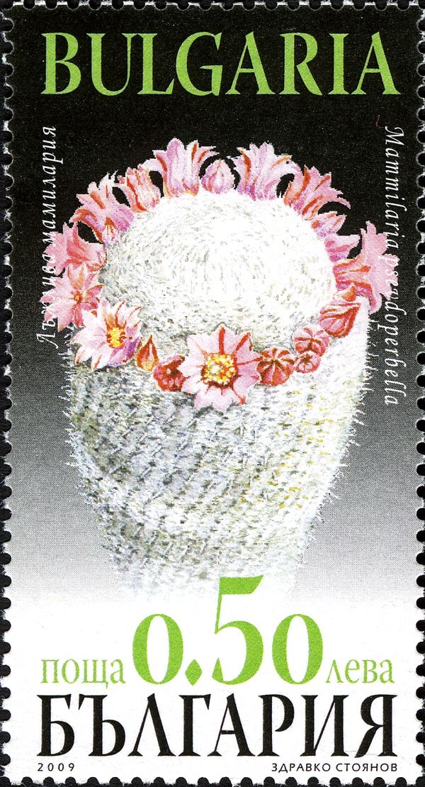 Flora - Cacti