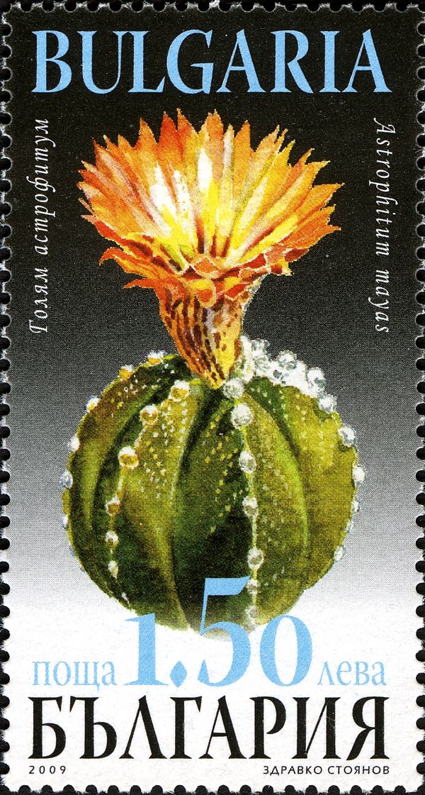 Flora - Cacti