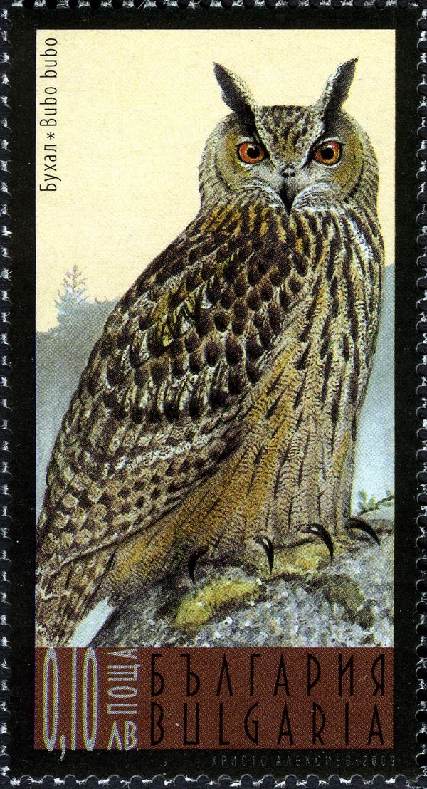Eurasian Eagle-Owl (Bubo bubo)