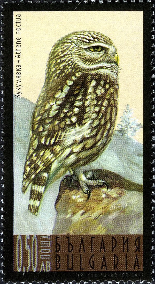 Little Owl (Athene noctua)
