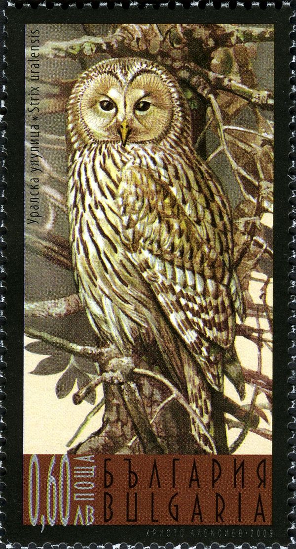 Ural Owl (Strix uralensis)