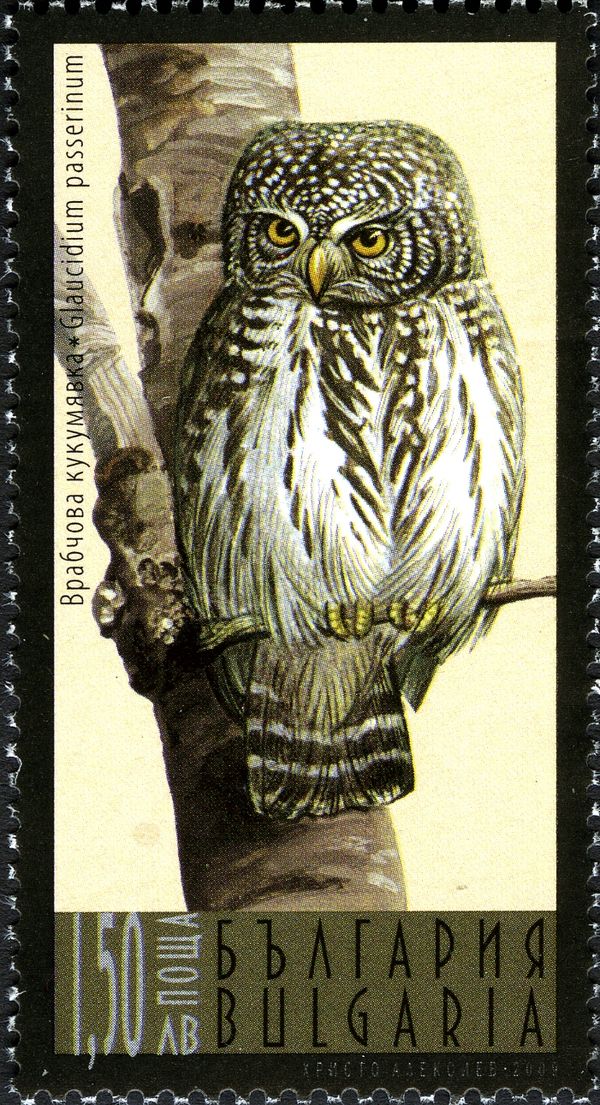 Eurasian Pygmy-Owl (Glaucidium passerinum)