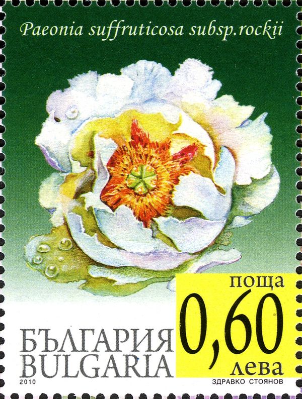 Peony Flowers